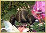 クラススキルのサムネイル1