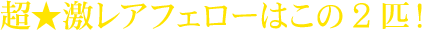 超★激レアフェローはこの2匹!